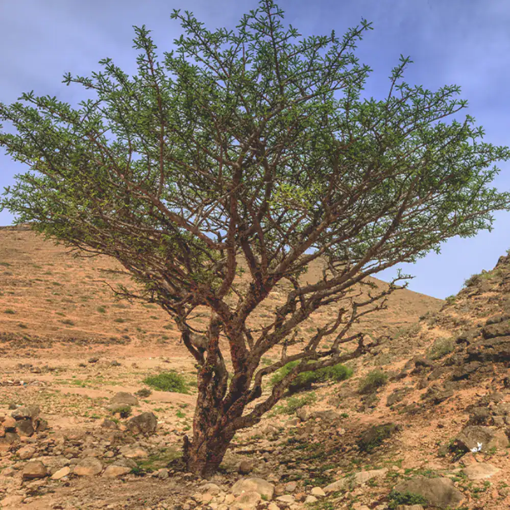 Frankincense / Tămâie dōTERRA - Image 4