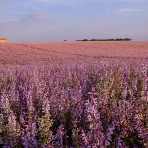 Clary Sage doTTERA