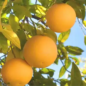 Grapefruit doTTERA