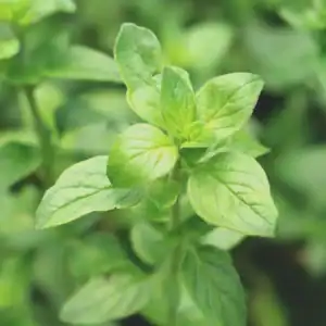 Oregano doTTERA