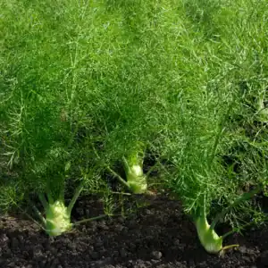 Fennel™ dōTERRA