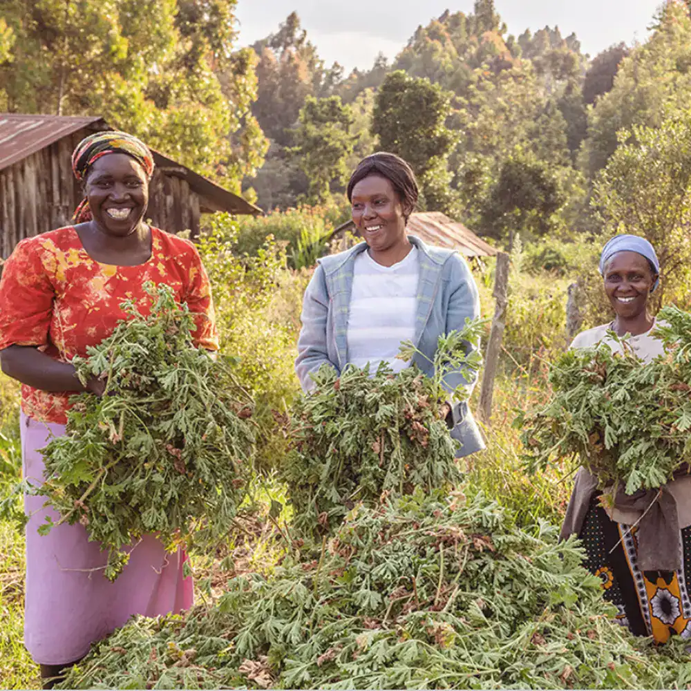 Geranium™ Mușcată dōTERRA