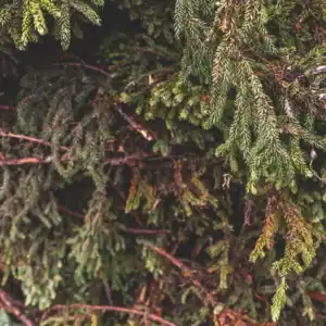 Black Spruce™ doTTERA
