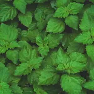 Paciuli / Patchouli