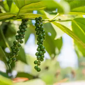 Black Pepper™ doTTERA