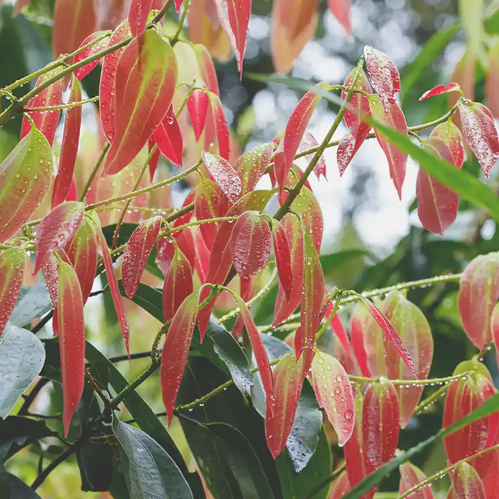 Ulei esențial de scorțișoară doTERRA