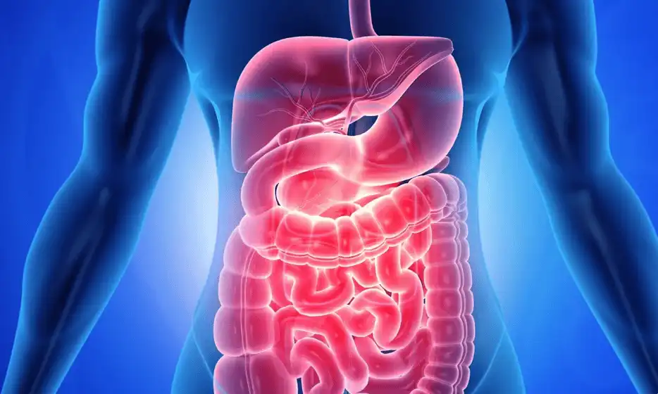 DIGESTIVE+++ Luna 2 - Beneficii pe termen mediu, regularitate intestinala si absorbtie nutrienti