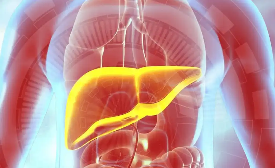 LAMININE Luna 2 - Beneficii pe termen mediu, energie durabilă și echilibru hepatic