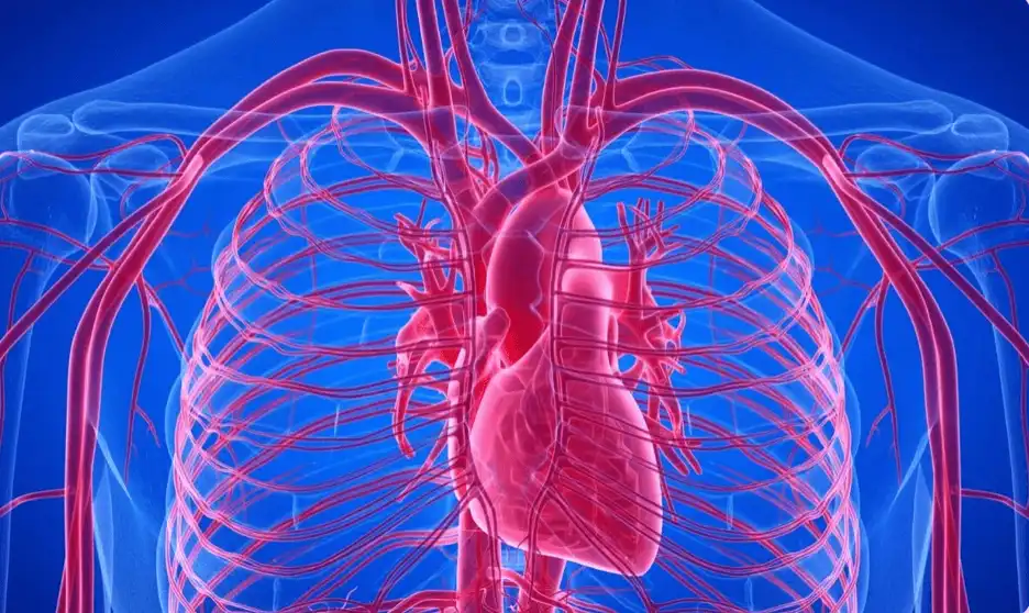 OMEGA+++ Luna 2 - Beneficii pe termen mediu, sprijin cardiac și sănătatea pielii